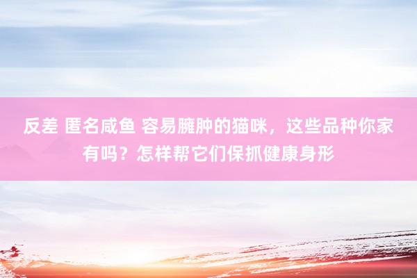 反差 匿名咸鱼 容易臃肿的猫咪,这些品种你家有吗?怎样帮它们保抓健康身形