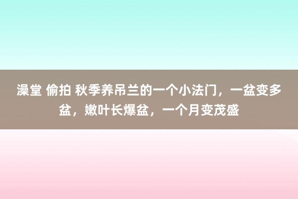 澡堂 偷拍 秋季养吊兰的一个小法门,一盆变多盆,嫩叶长爆盆,一个月变茂盛