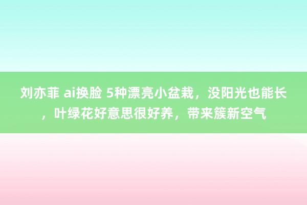 刘亦菲 ai换脸 5种漂亮小盆栽,没阳光也能长,叶绿花好意思很好养,带来簇新空气